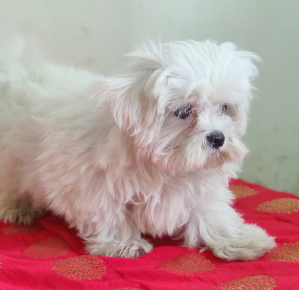 Maltese puppies price in Chennai 