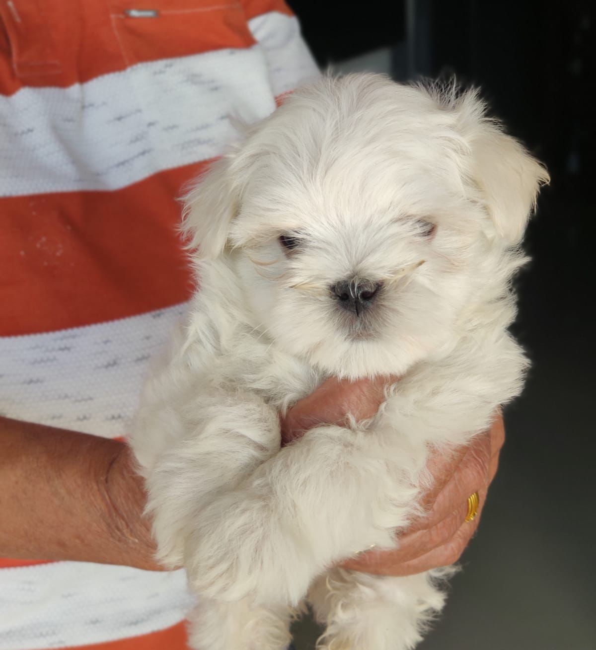 Maltese for sale online in Chennai 