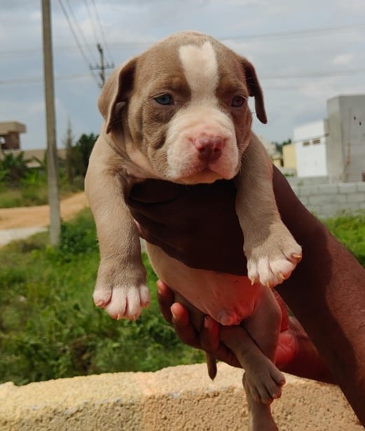 Pitbull price in Chennai 