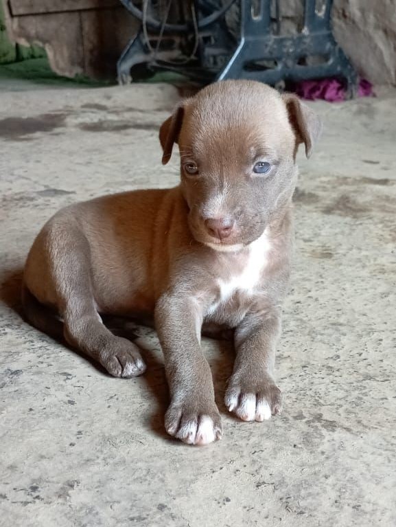 Pitbull male price in Chennai 