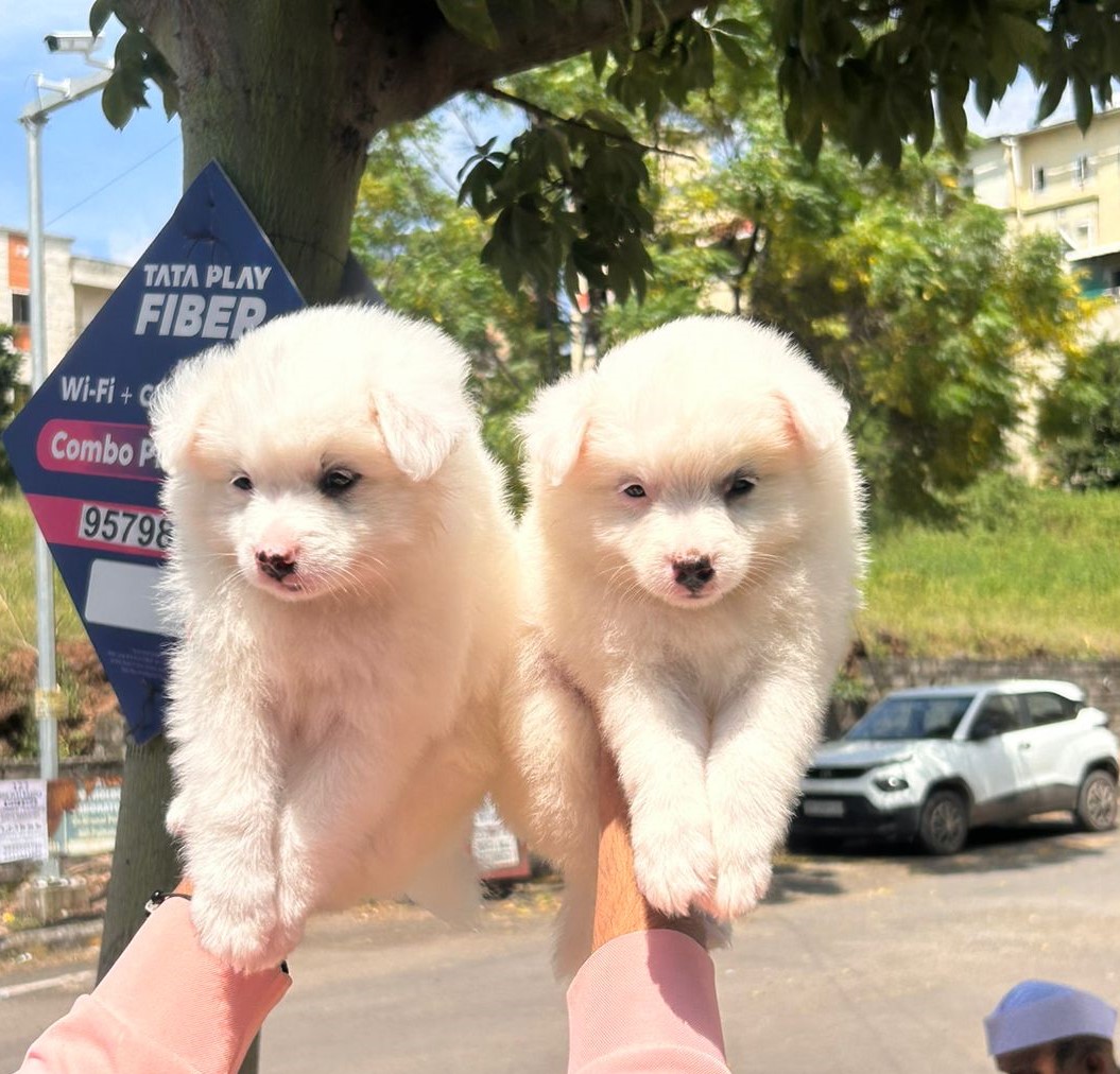 Pomeranian male price in Chennai 