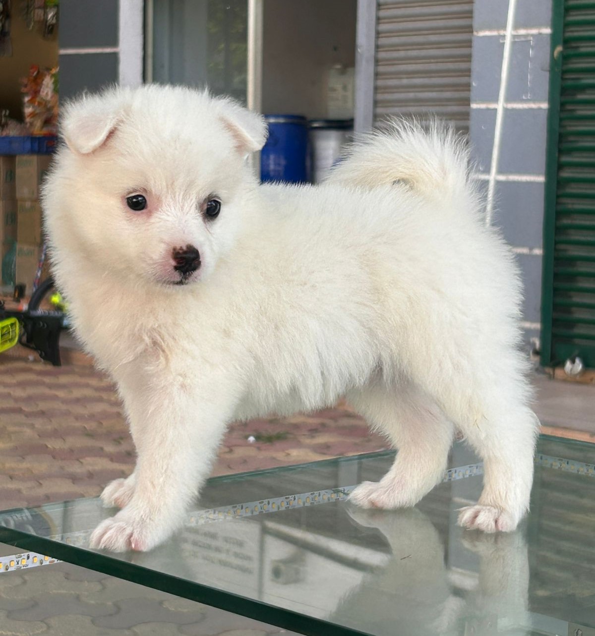 Pomeranian Female price in Chennai 