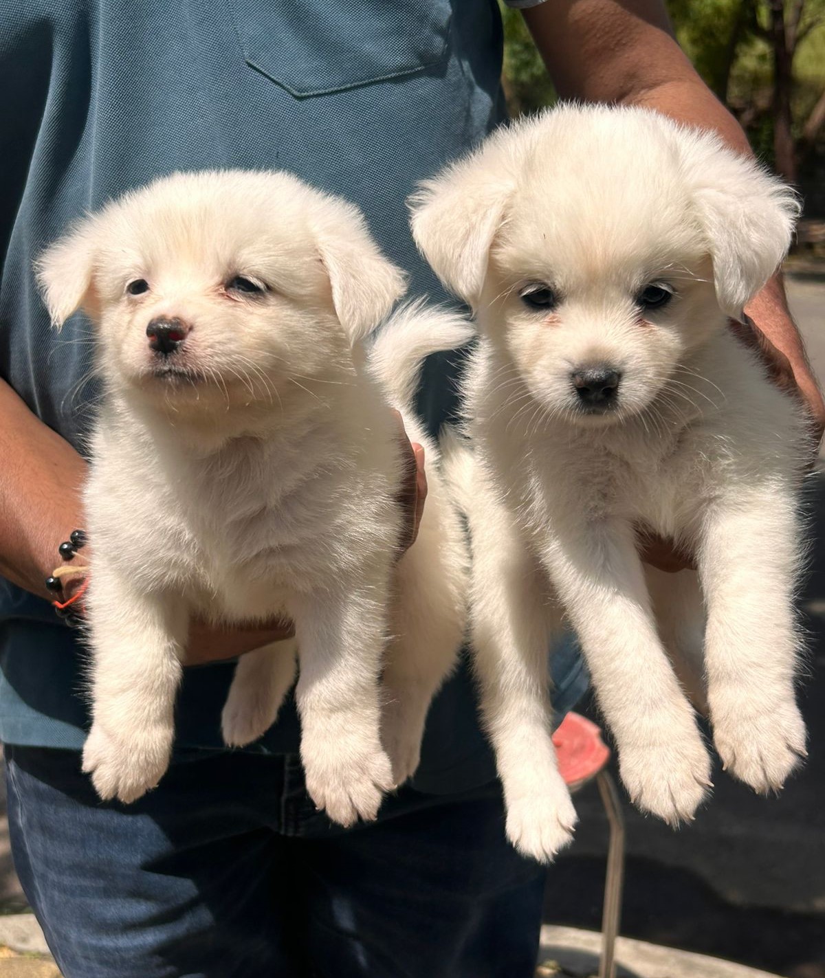 Pomeranian puppies price in Chennai 