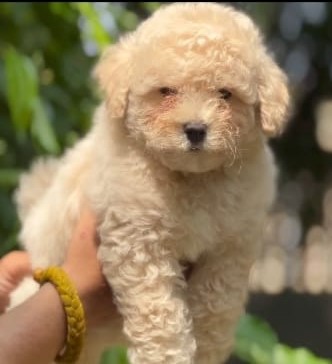 Poodle male price in Chennai 