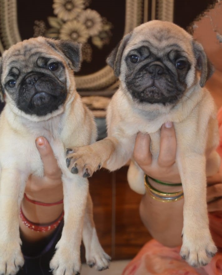 pug price in chennai