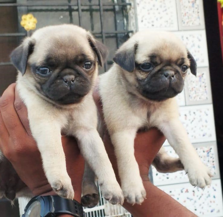 pug female price in chennai