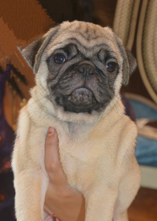 pug male price in Chennai 