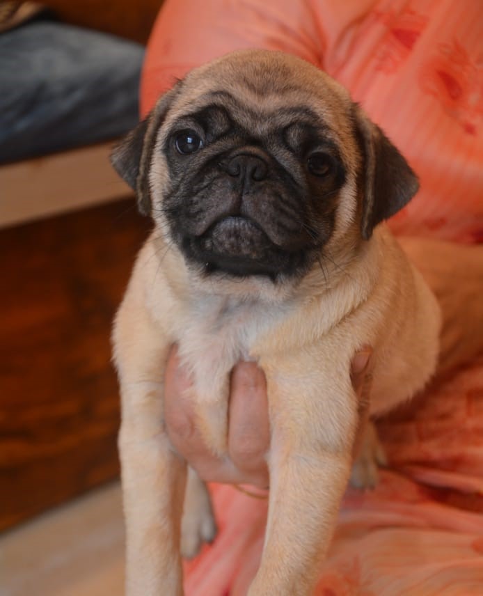 pug puppies price in Chennai 