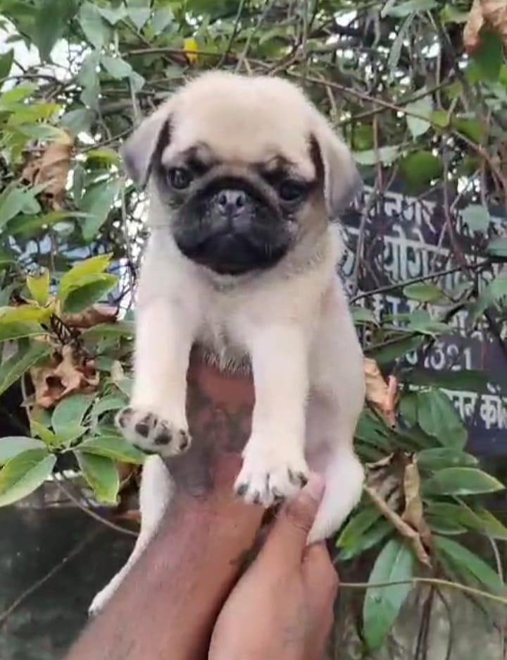 pug price in Chennai 