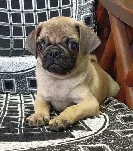 pug puppy price in Chennai 