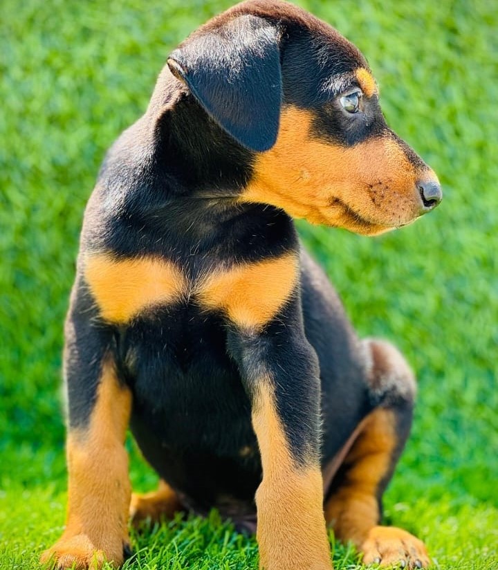 Rottweiler Puppies sale in Bangalore
