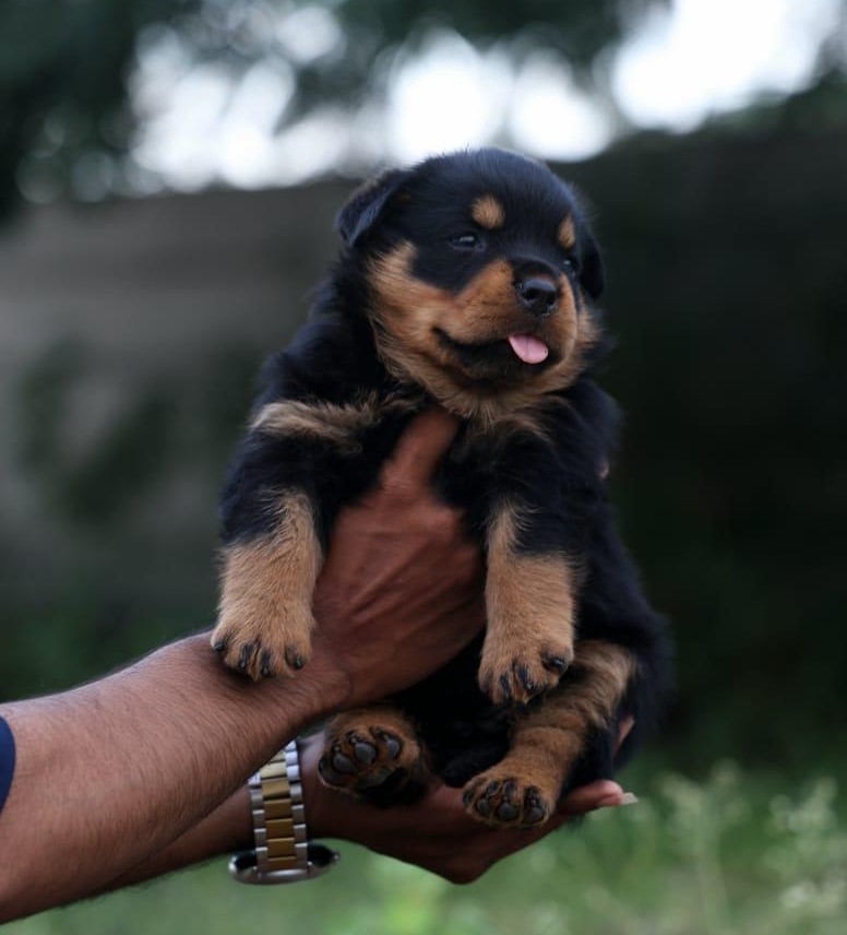 Rottweiler price in Chennai 