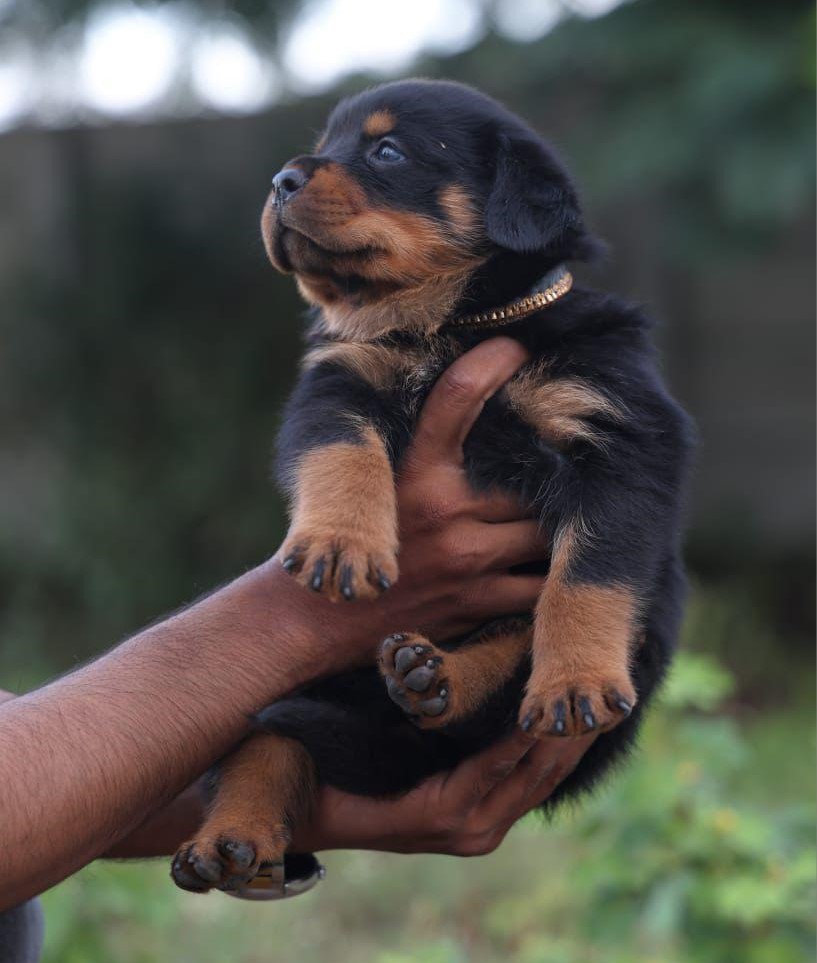 Rottweiler female price in chennai