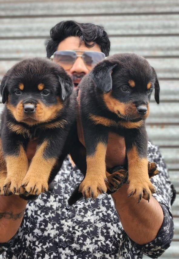 Rottweiler male price in chennai