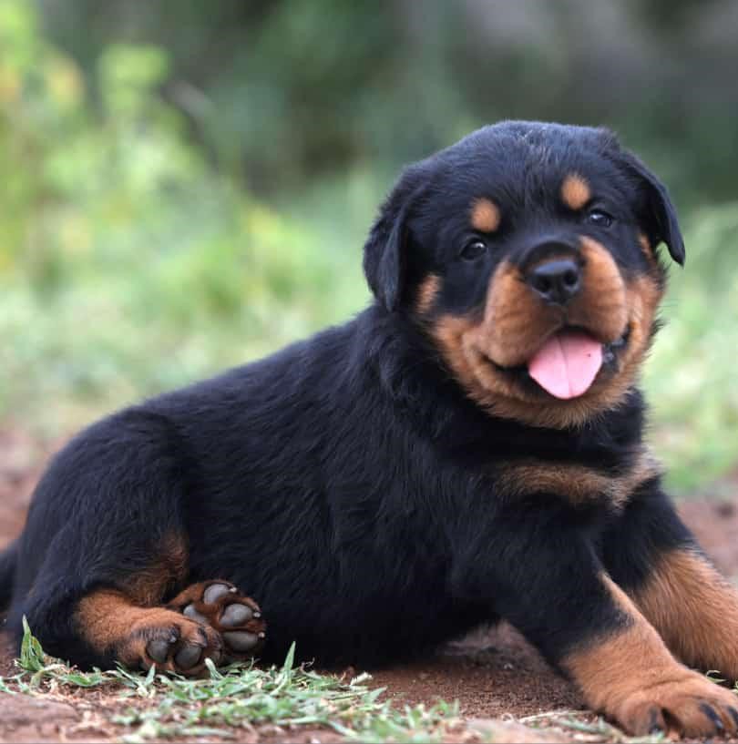 Rottweiler puppies price in Chennai 