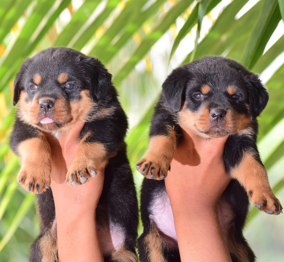 Rottweiler for sale online in chennai