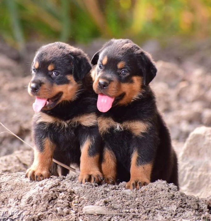 Rottweiler male price in chennai