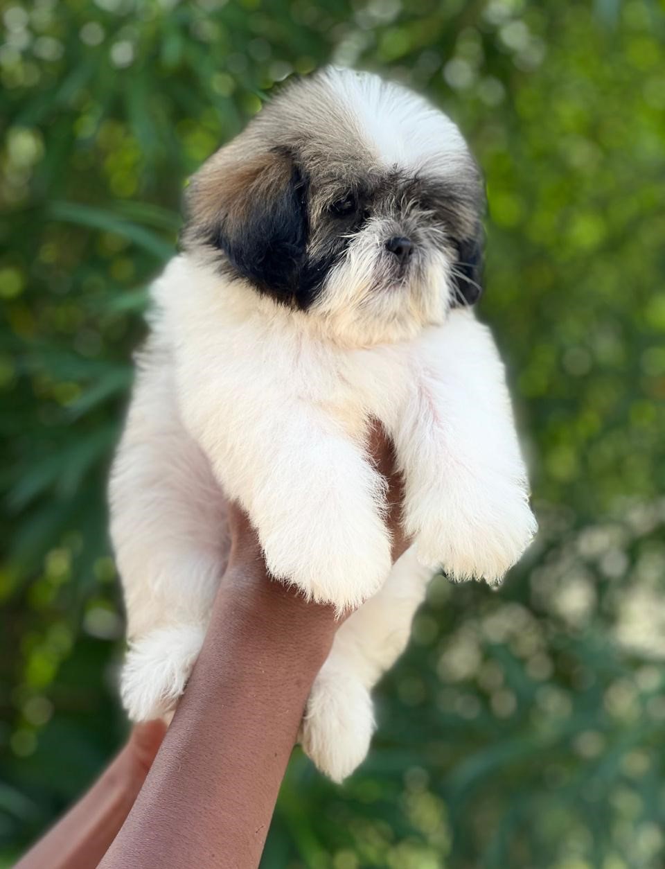 Shih-Tzu price in Chennai 