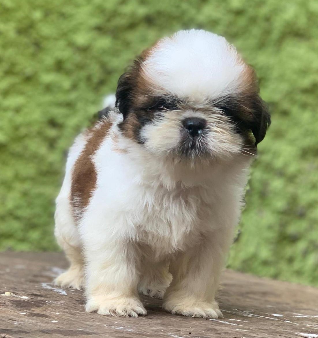 Shih-Tzu female price in chennai