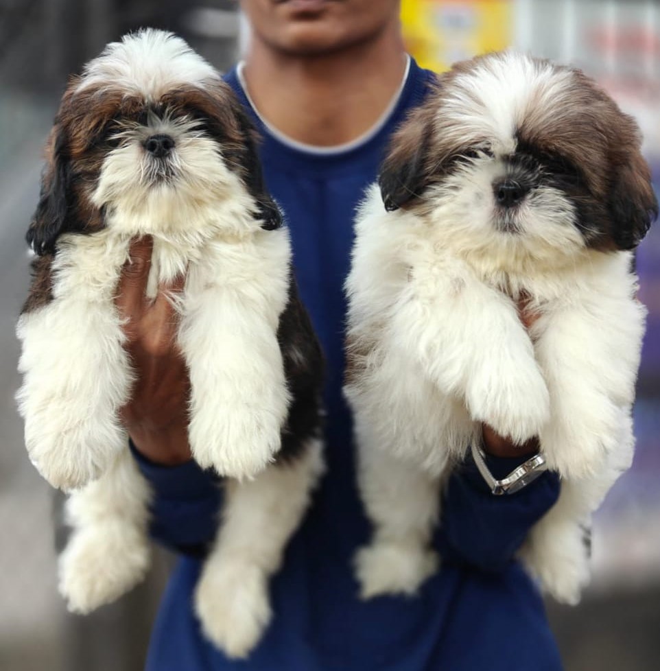 Shih-Tzu puppy price in chennai