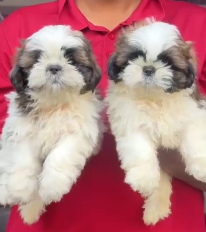 Shih-Tzu price in chennai