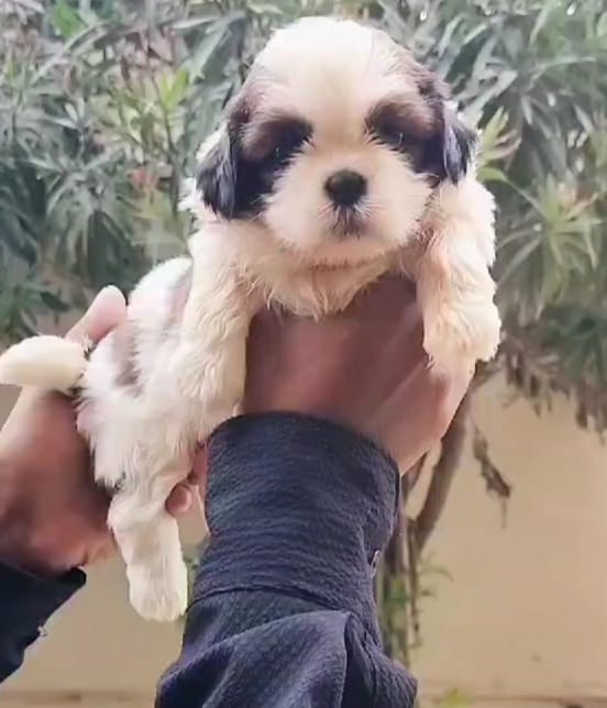 Shih-Tzu male price in chennai