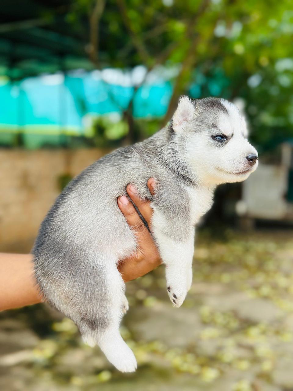 Siberian Husky price in chennai