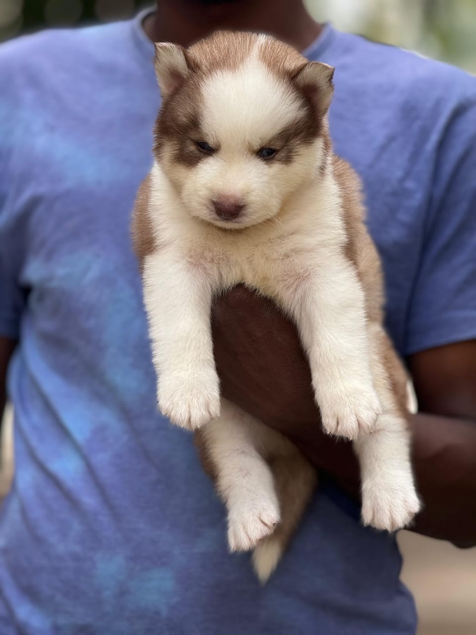 Siberian Husky male price in chennai