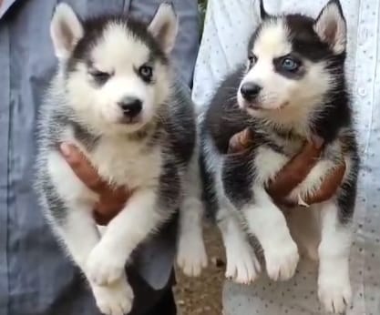 Siberian Husky puppies price in chennai