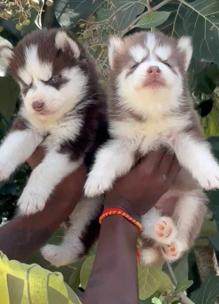 Siberian Husky puppy price in Chennai 