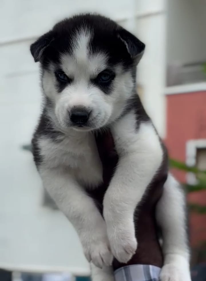 Siberian Husky price in Chennai 