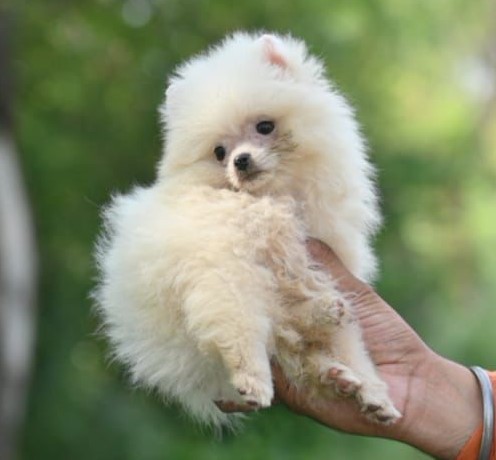 toy pomeranian male price in Chennai 