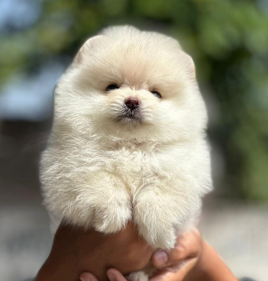 toy pomeranian price in Chennai 