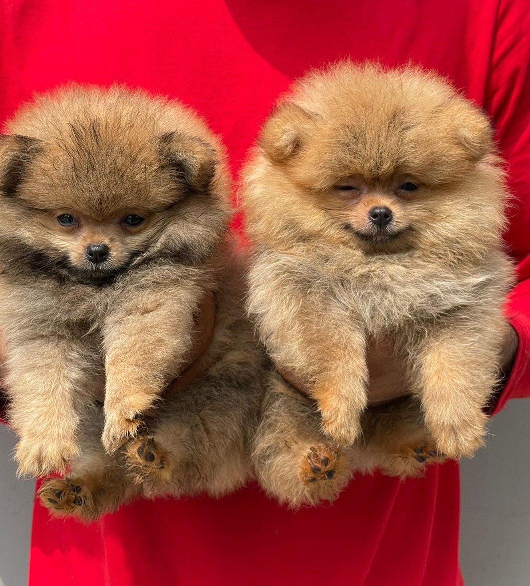 toy pomeranian online price in Chennai 