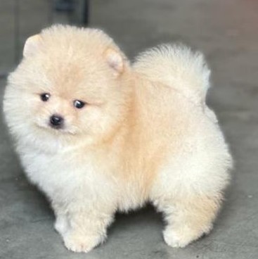 toy pomeranian puppies price in Chennai