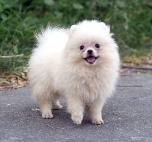 toy pomeranian female price in Chennai 