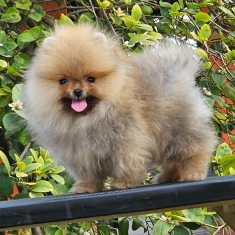 toy pomeranian for sale online in Chennai