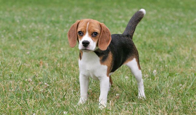 Beagle Puppies for sale in Bangalore