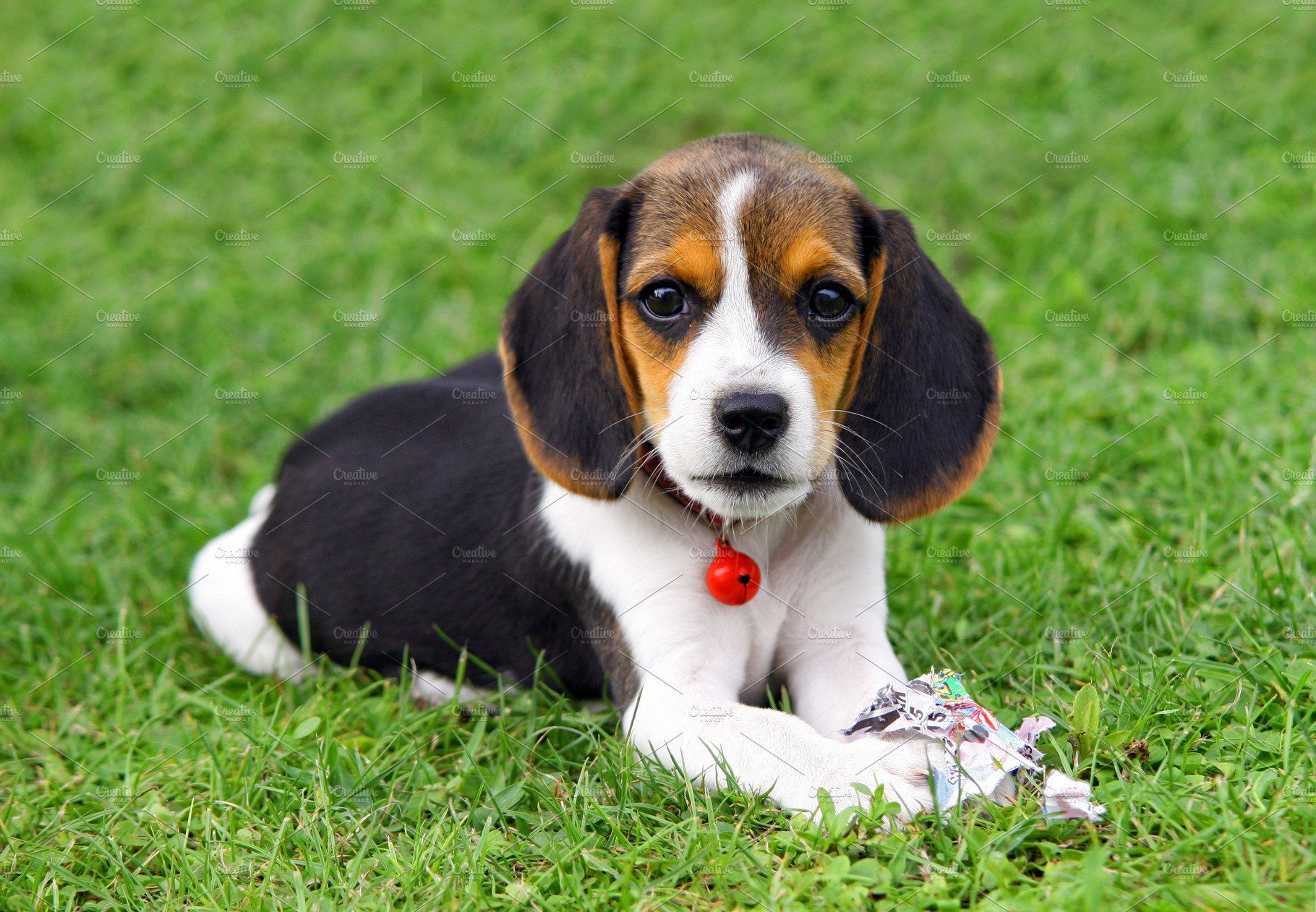 Beagle Puppies for sale in Bangalore