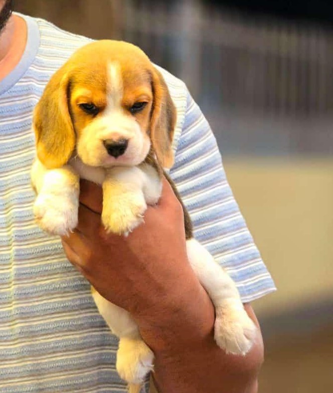 Beagle male pric in hyderabad