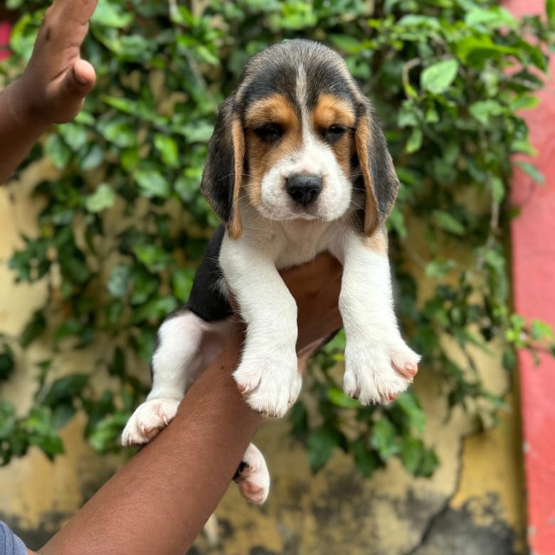 Beagle price in jaipur