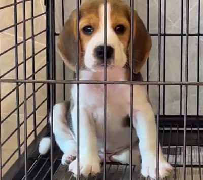 Beagle puppies price in jaipur