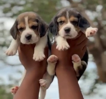 Beagle male price in jaipur