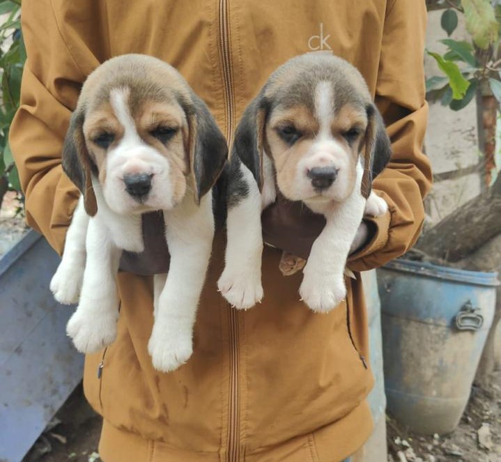 buy Beagle online price in jaipur