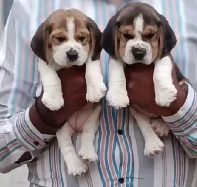 Beagle female price in jaipur