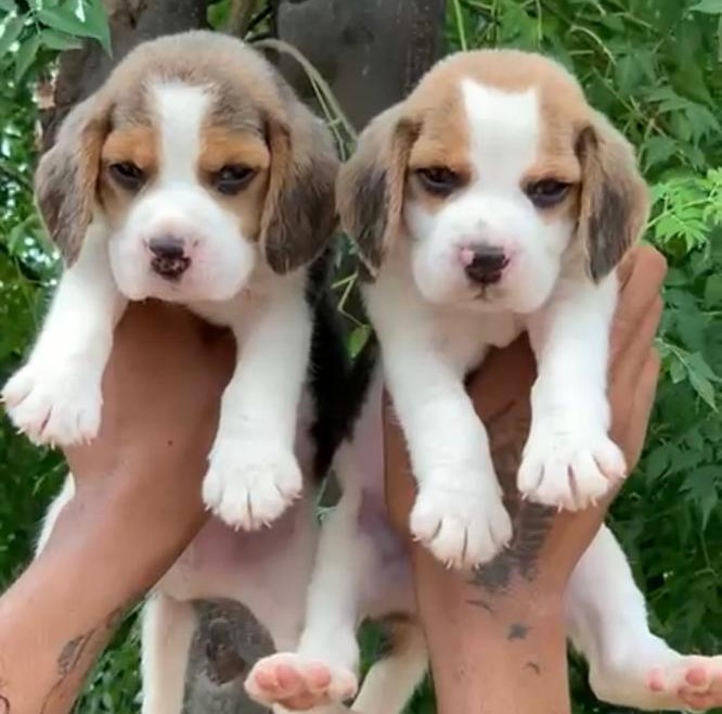 Beagle for sale in online in jaipur