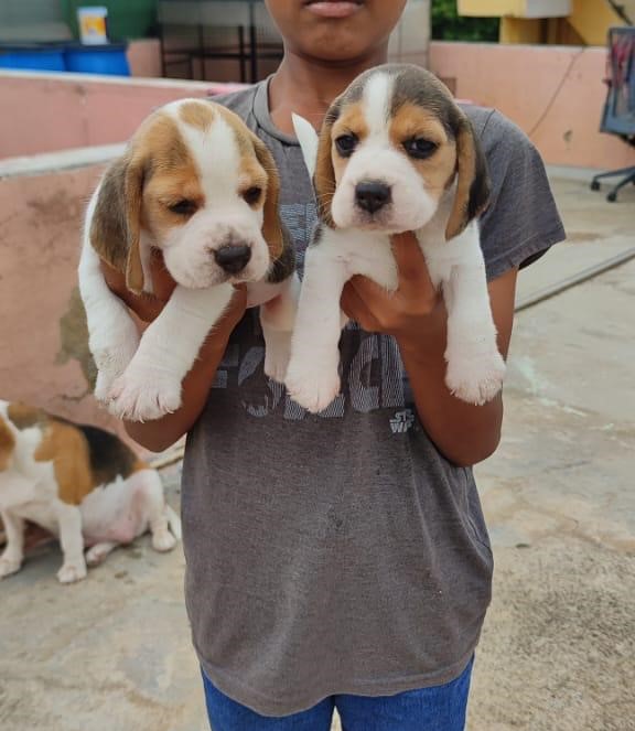 beagle sale in Mumbai 