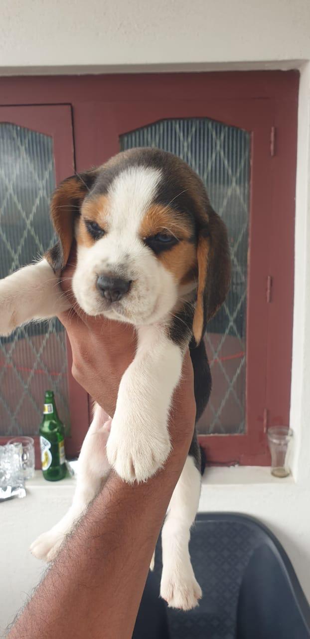 Beagle male puppy price in Mumbai 