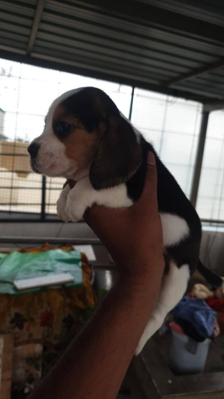 Beagle female price in Mumbai