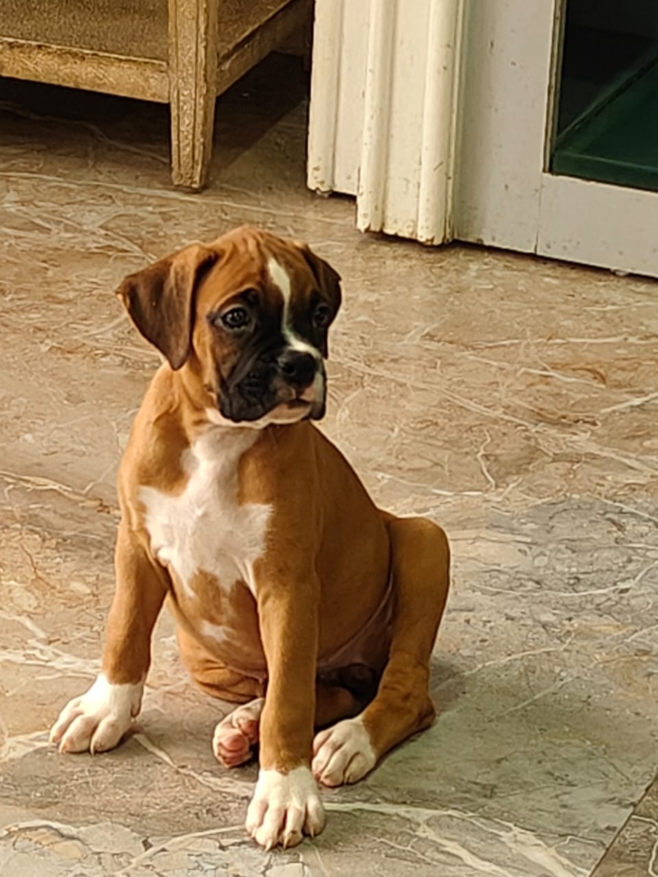 Boxer Puppies Available for sale in Bangalore